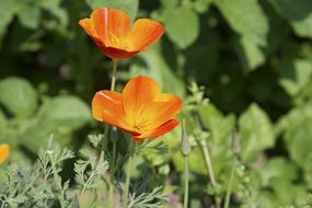 orange Poppy Flower Bud