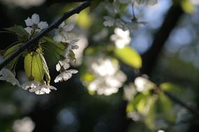 Spring Bloom Cherry Blossom