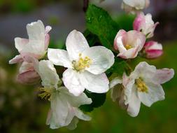 Cherry Blossom Spring