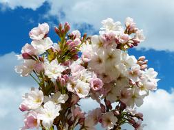 Column Cherry Sky Japanese