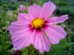 pink garden flower in blurred background