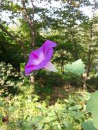 Morning Glory