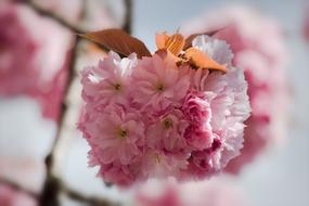 pink Japanese Flowering Cherry Prunus