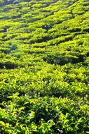 tea plants in the field