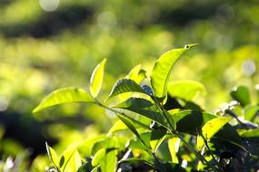 green tea leaves in the light