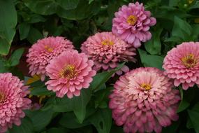 Close-up of the colorful and beautiful, blooming zinnia flowers with green leaves