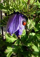 Ladybug on Flower Purple