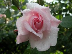 Pink Rose Flower with rain drops