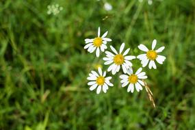 Daisies Blossom in the grass in a blurred background