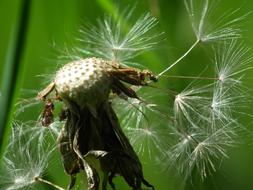 Seeds Dandelion