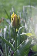 yellow closed Tulip Flower Blossom