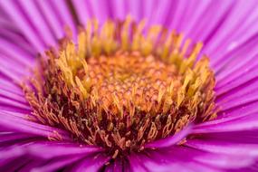 Flower Macro Blossom