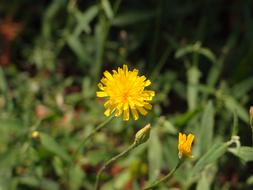 Flowers Grass Flower A Yellow