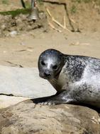 cute seal at the zoo in the sand
