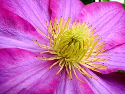 Close-up of the beautiful, purple flower of different shades, with the colorful core