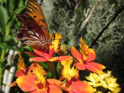 Epidendrum Butterfly Orchid