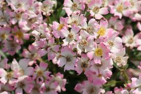 white and Pink Spring Flowers