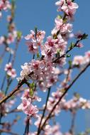 spring pink flowering fruit tree branches