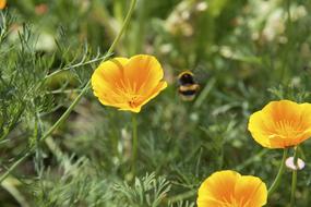yellow Poppy Flowers Buds
