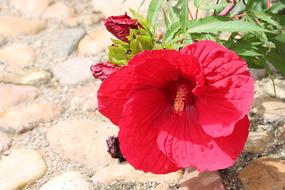 Hibiscus Giant Red on a stone wall close-up