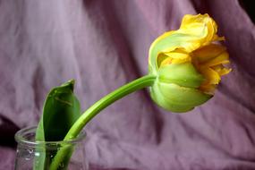 Tulip Yellow Flower