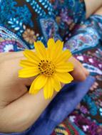 Flowers Yellow