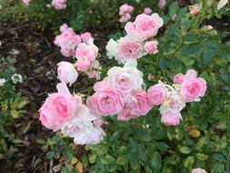 Bush Of Pink Peonies