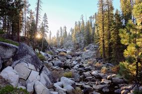 large rocks in the river in the forest