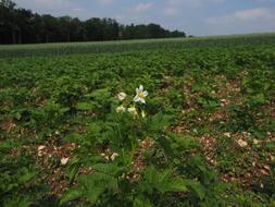 Potato Field Blossom