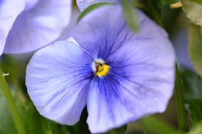 blue Pansy Blossom Bloom