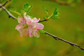 Pink Flowers, blurred background