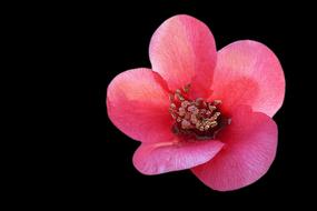 flower with pink petals on black background