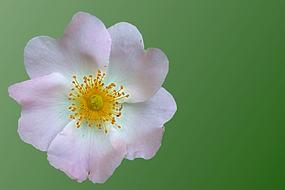 Wild Rose Blossom Bloom pistil