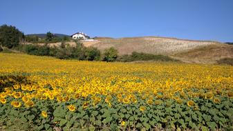 Sunflowers in bloom in the field