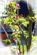 Spring Tree Bud