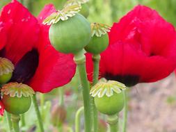 Red Poppy Poppyheads