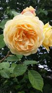 Double Ruffle Rose Yellow
