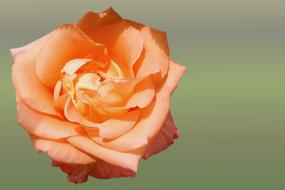 Orange Salmon Rose flower