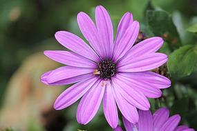 purple Magerite Bornholm flower