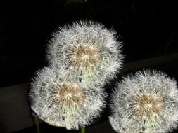 Dandelion Darkness Blossom