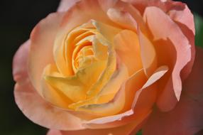 Rose Pink Flower at Garden