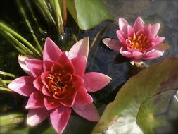 pink Lotus Blossoms