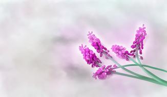 Grape-Hyacinth Fuchsia Spring