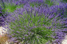 Lavender Bush Flowers