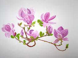 Magnolia Flowers