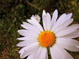 white Margaret Flower Beauty