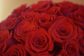 Close-up of the beautiful, red rose flowers in bouquet