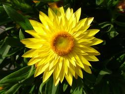 Blossom Yellow Close up