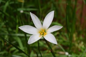 Zephyrlily Flower