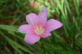pink bud zephyrlily in the garden